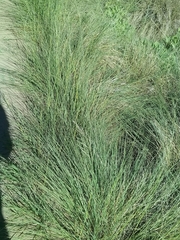 Stipa brachychaeta