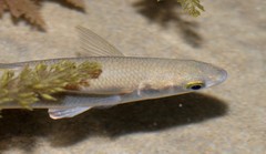 Aldrichetta forsteri