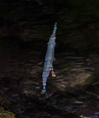 Hyporhamphus