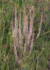 Lepidium auriculatum