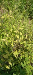 Magnoliopsida