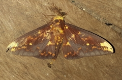 Citheronioides collaris