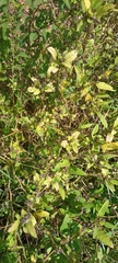 Magnoliopsida