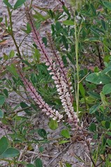 Lepidium auriculatum