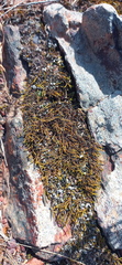 Triquetrella tristicha