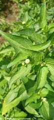 Eupatorieae