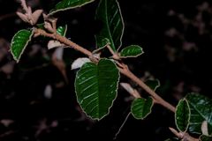 Pomaderris paniculosa