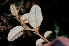 Pomaderris paniculosa