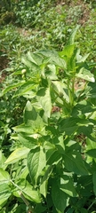 Eupatorieae