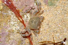 Paragrapsus quadridentatus