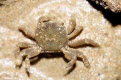 Paragrapsus quadridentatus