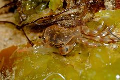 Paragrapsus quadridentatus