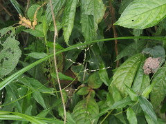 Ichnanthus pallens