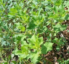 Magnoliopsida