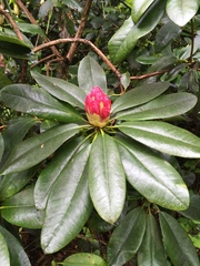 Rhododendron ponticum