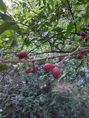 Guarea macrophylla