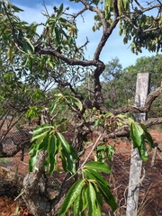 Chrysobalanaceae