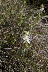 Chlorophytum transvaalense