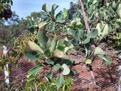 Erythroxylum suberosum