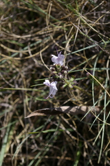 Ocimum angustifolium