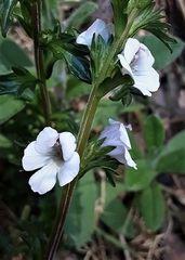 Euphrasia collina paludosa