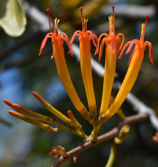 Dendrophthoe glabrescens