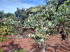 Erythroxylum suberosum