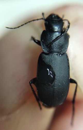 Licine casqué