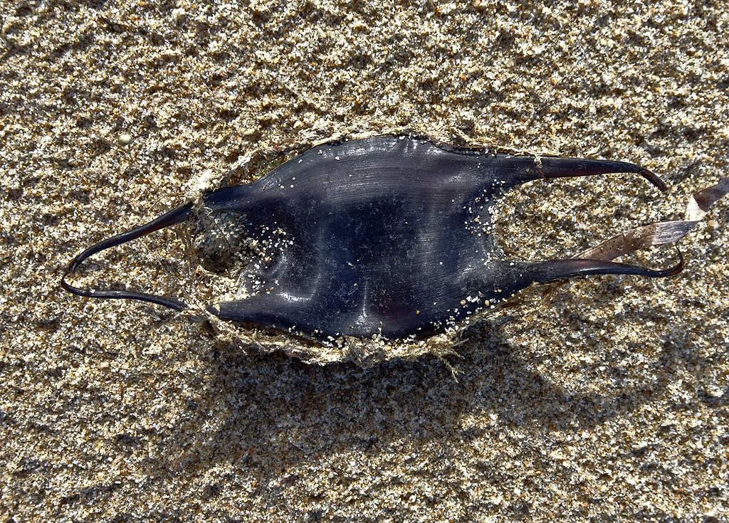 Stehmann's pygmy skate (Neoraja stehmanni) — Rajidae