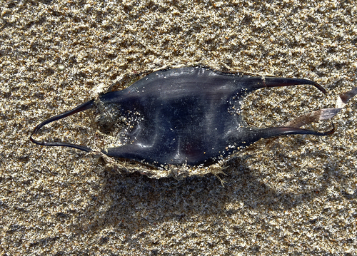 Stehmann's pygmy skate (Neoraja stehmanni) — Rajidae