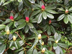 Rhododendron ponticum