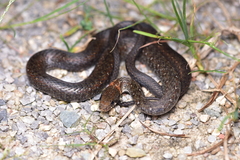 Hebius