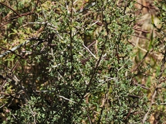 Muraltia spinosa