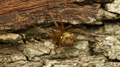 Theridion purcelli