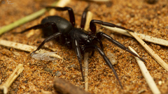 Zelotes natalensis