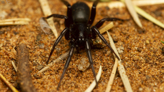 Zelotes natalensis