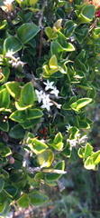 Carissa bispinosa