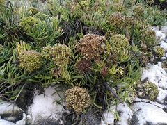 Crithmum maritimum