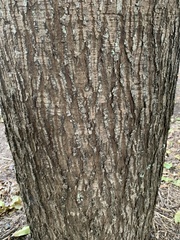 Elaeocarpus eumundii