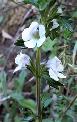 Euphrasia collina paludosa
