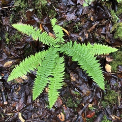 Dryopteris kawakamii