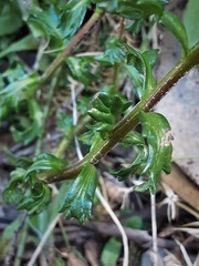 Euphrasia collina paludosa