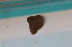 Ricania sublimata