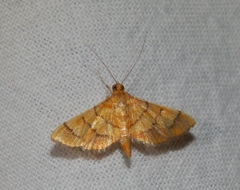 Orphanostigma haemorrhoidalis