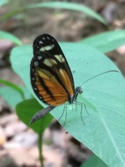 Dismorphia theucharila