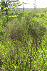 Baccharis notosergila