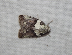 Blenina squamifera