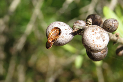 Eucecidoses minutanus