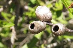 Eucecidoses minutanus