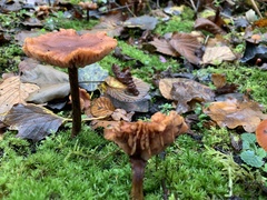 Fungi